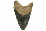 Serrated, Fossil Megalodon Tooth - Georgia #107270-2
